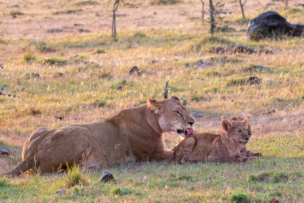 Lioness grooming her cub in golden grass