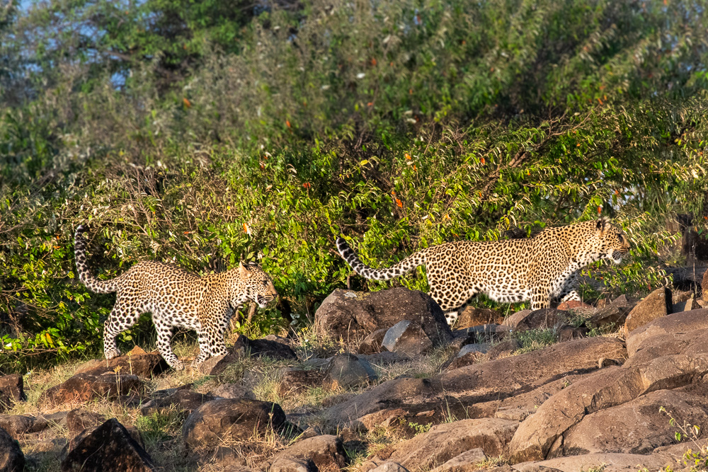 Two leopards walking across a rocky hillside