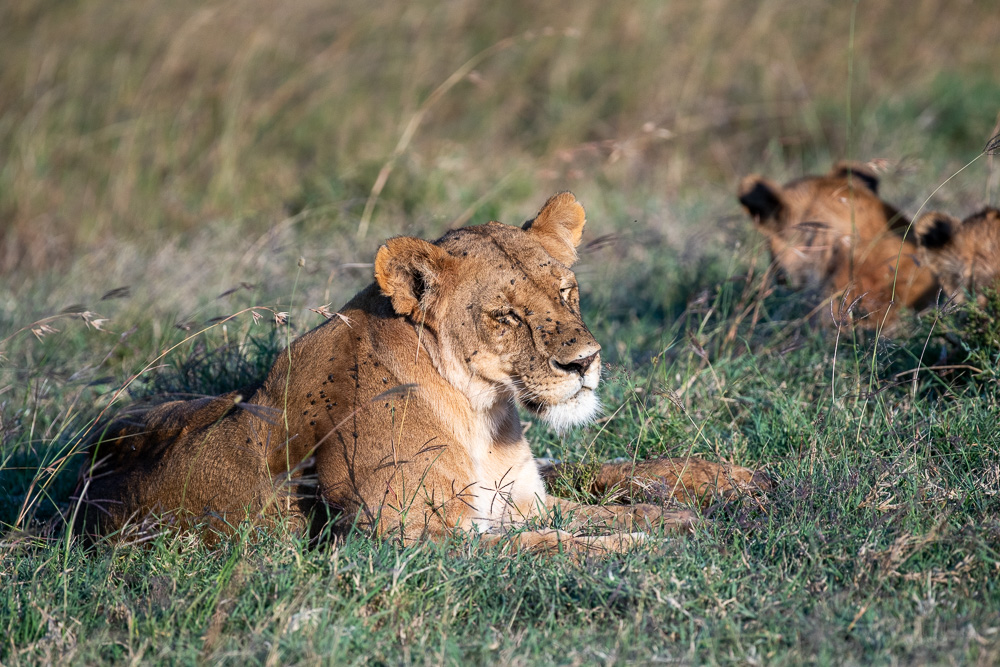 Lioness resting in tall grass