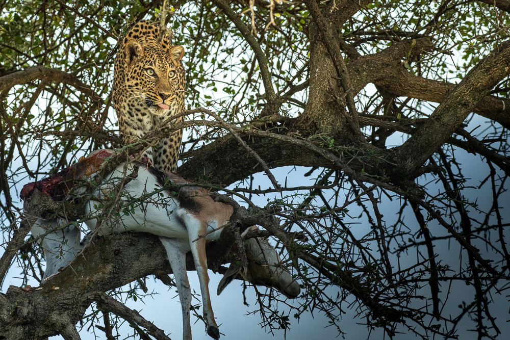 Leopard standing over prey in a thorn tree