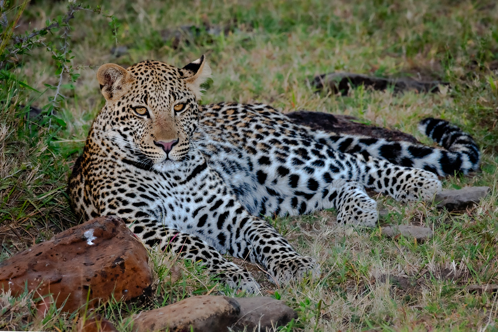 Leopard resting in grass beside a rock