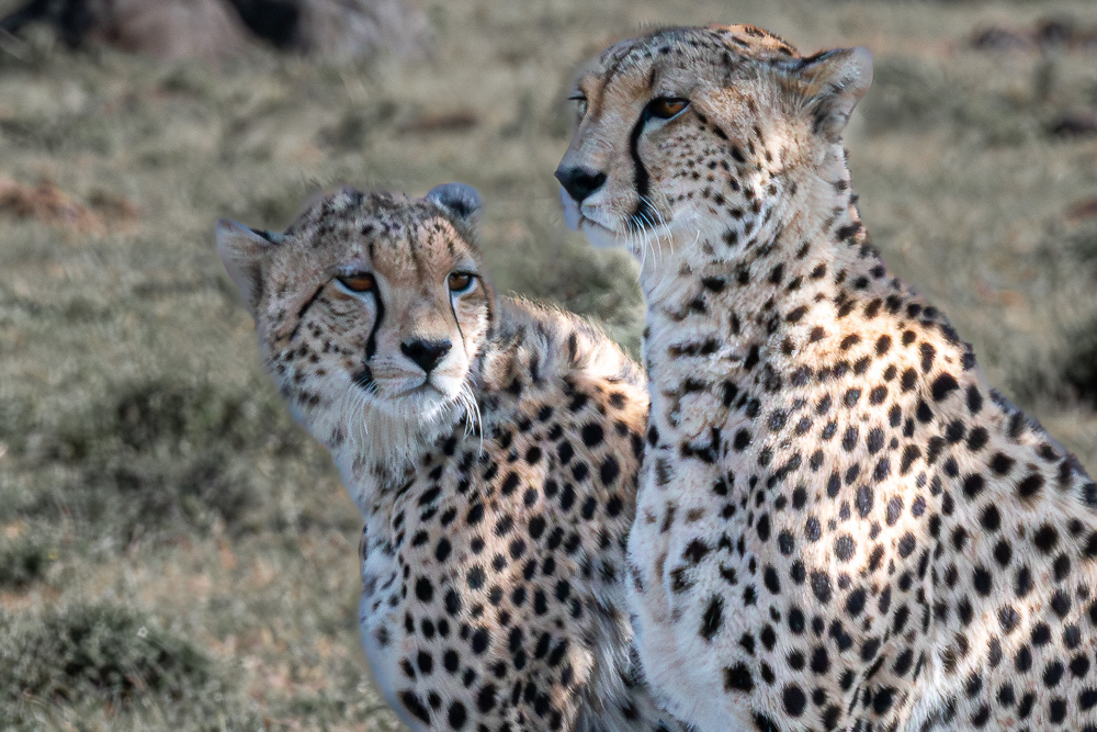 Two cheetahs sitting alert in the savanna