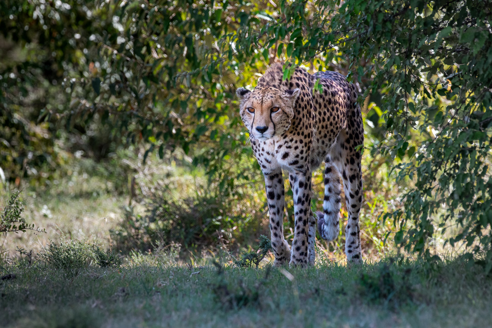 Cheetah walking out of dense bush toward the camera