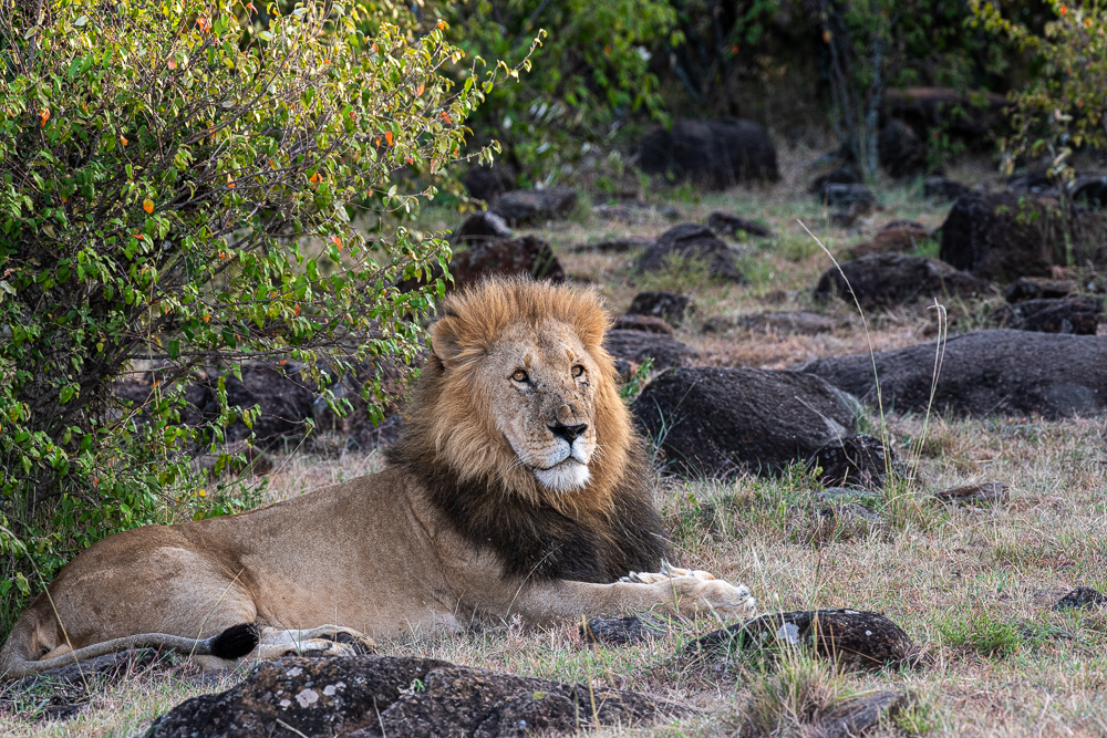 Male lion resting among rocks and scrub