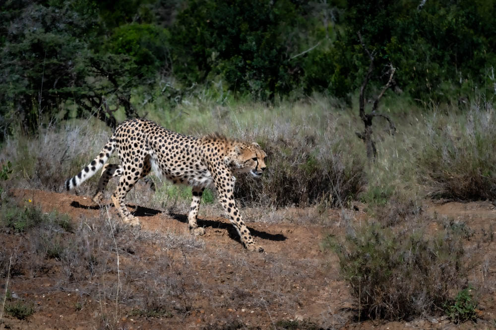 Cheetah walking along a dirt track beside dense bush