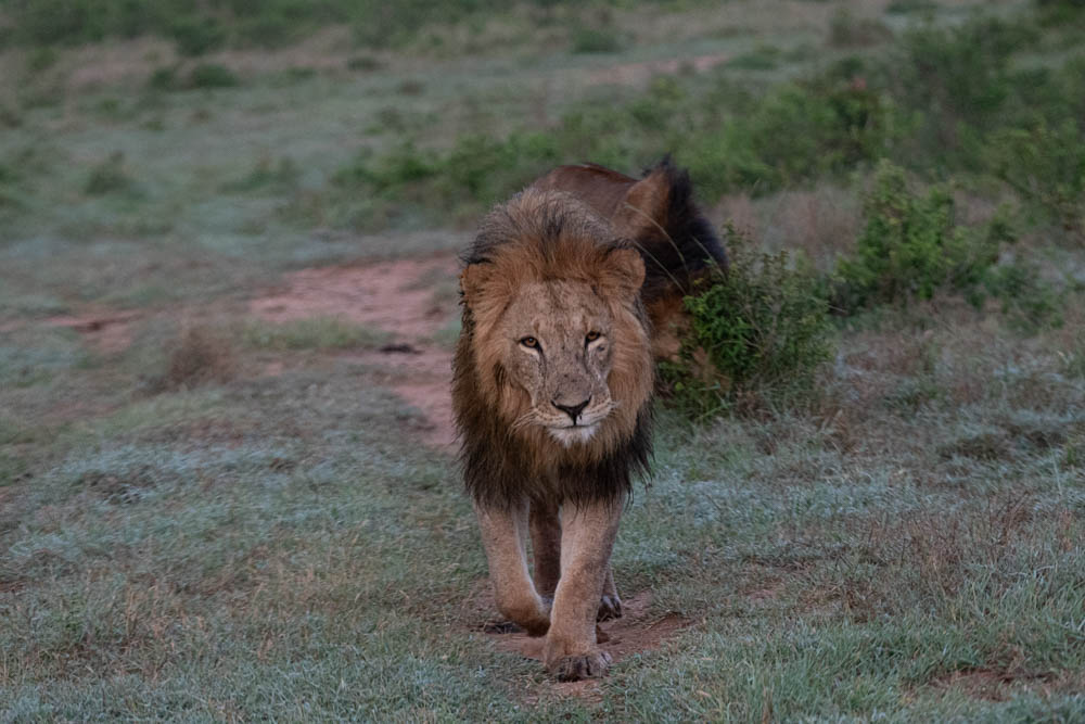 Male lion with dark mane walking toward the camera on a savanna track