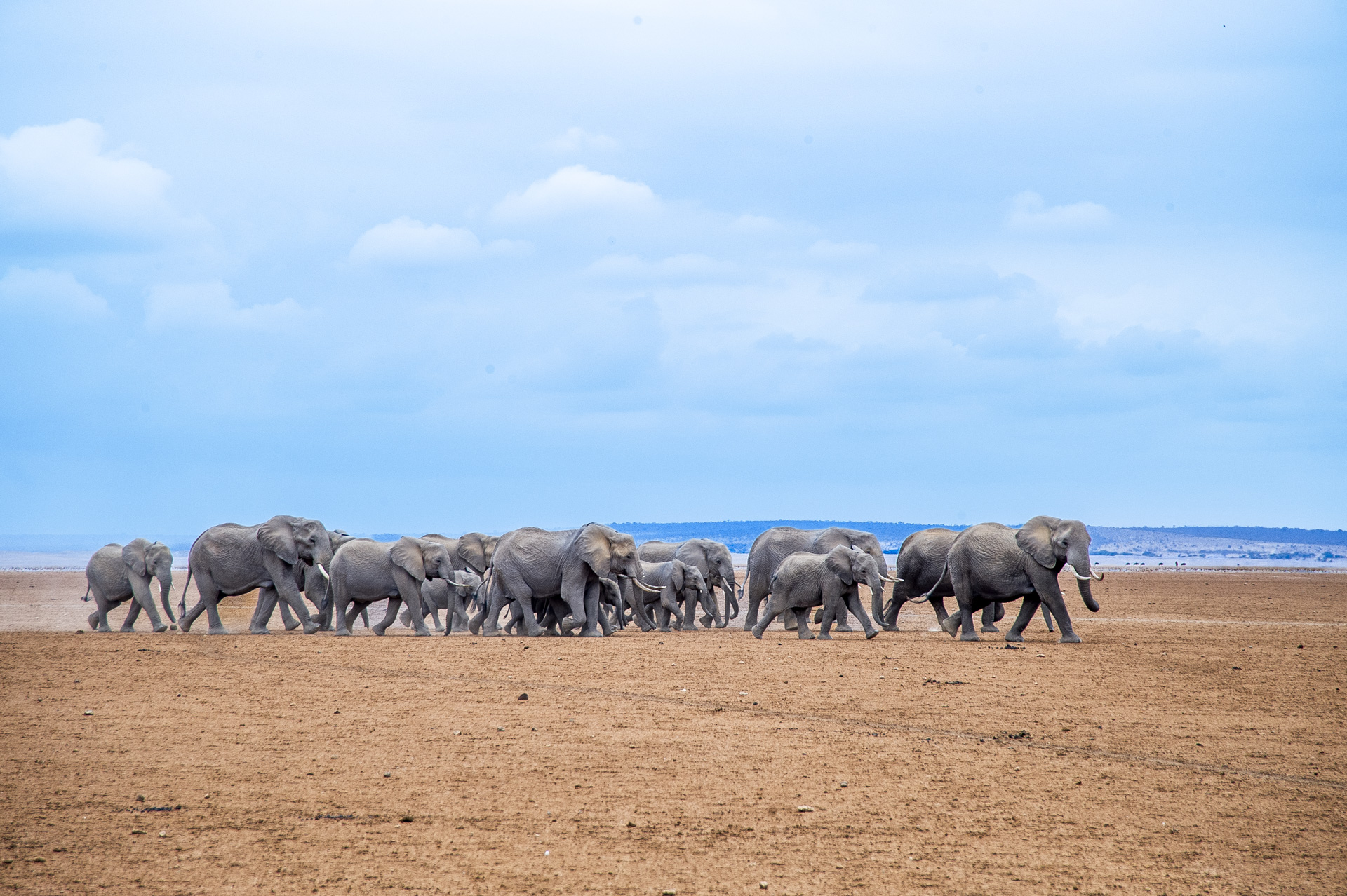 elephants on parade