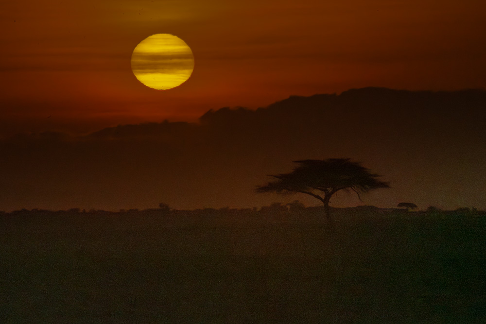 African savanna at golden hour
