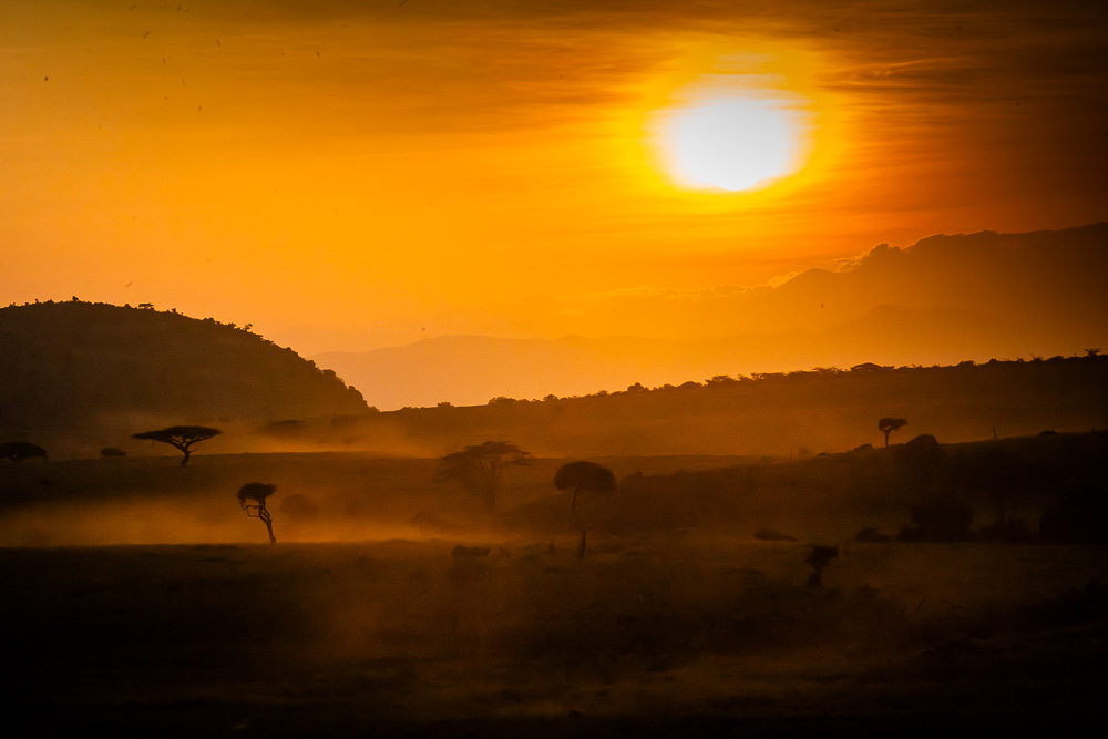 Acacia trees in golden mist at sunrise
