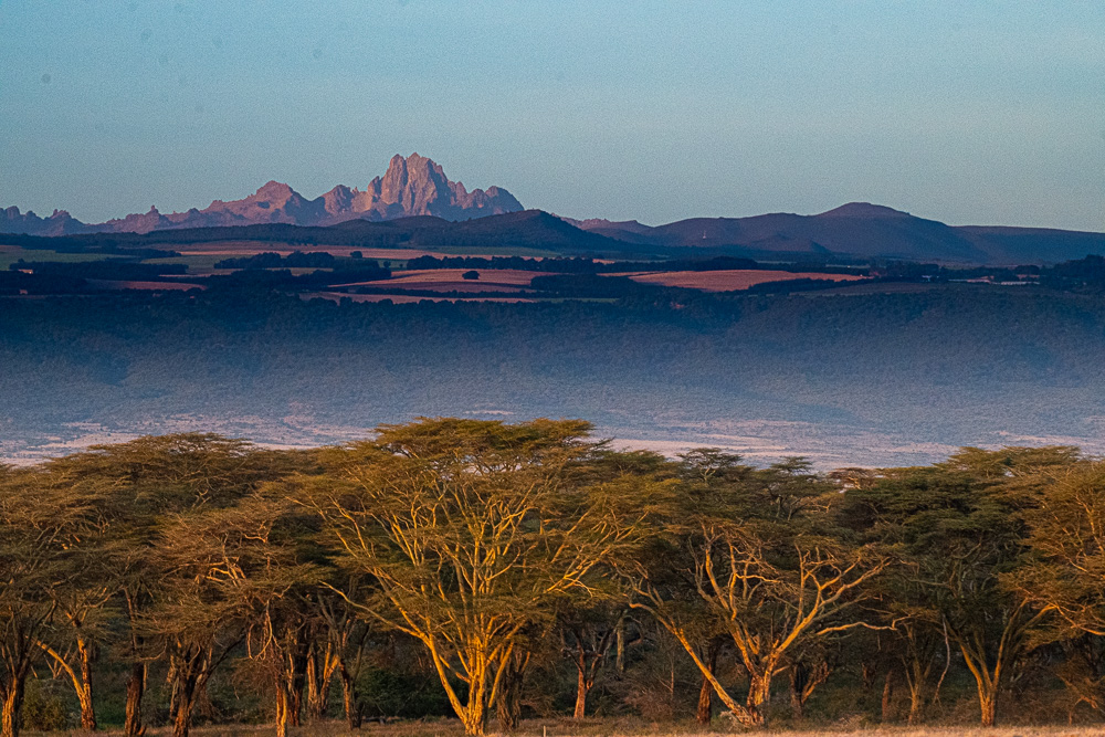 Acacia trees in golden light with Mount Kenya on the horizon