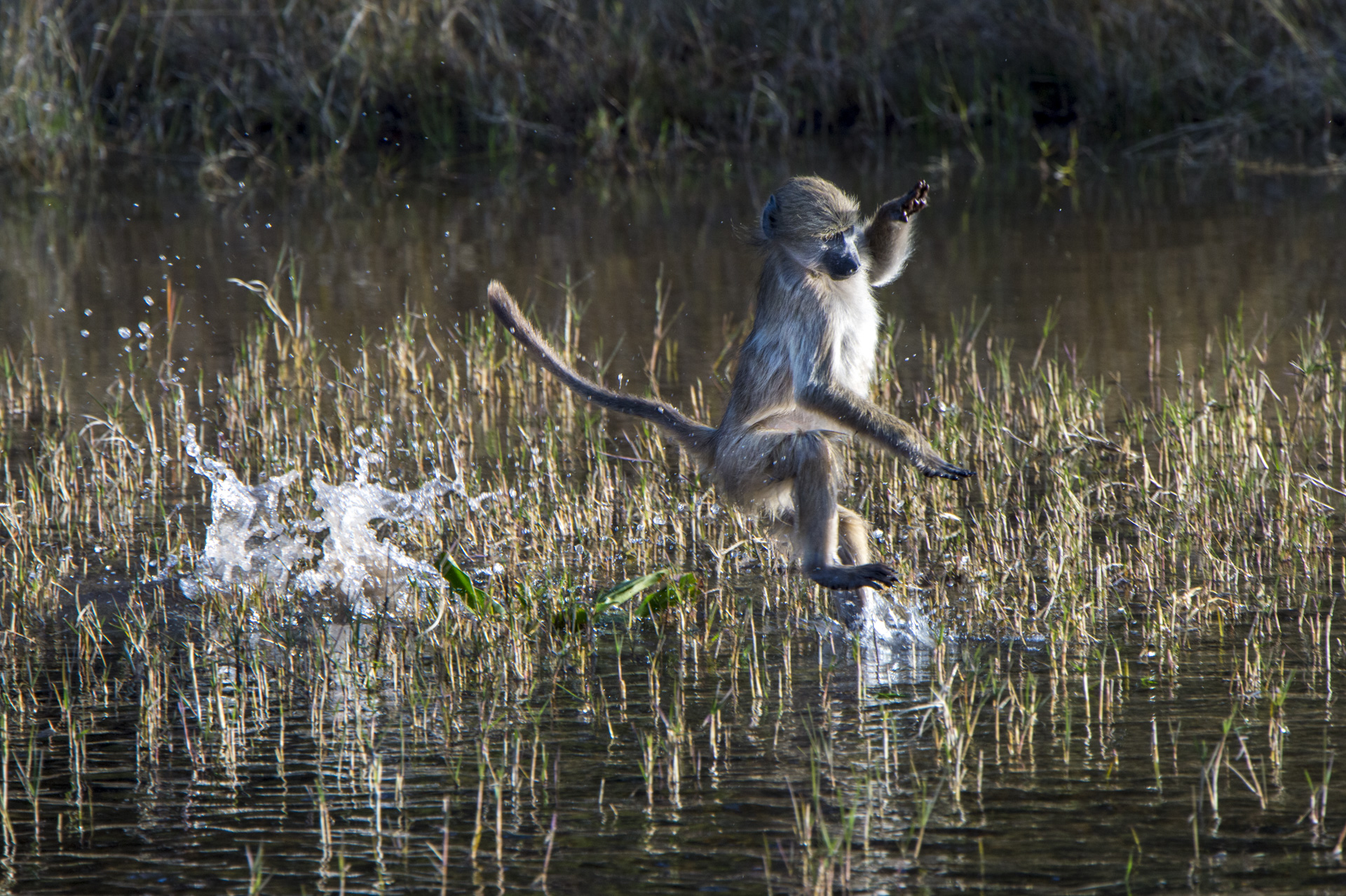 Baboon leaping through shallow marsh water