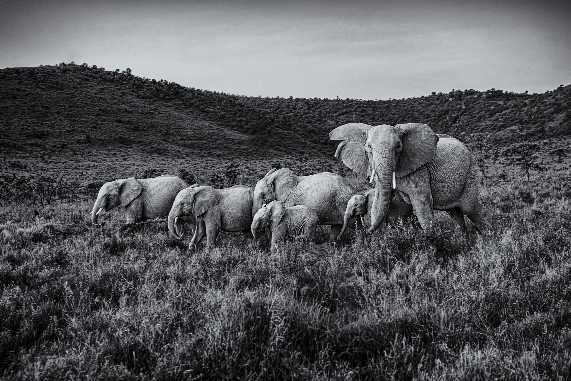 Herd of elephants walking across a savanna hillside