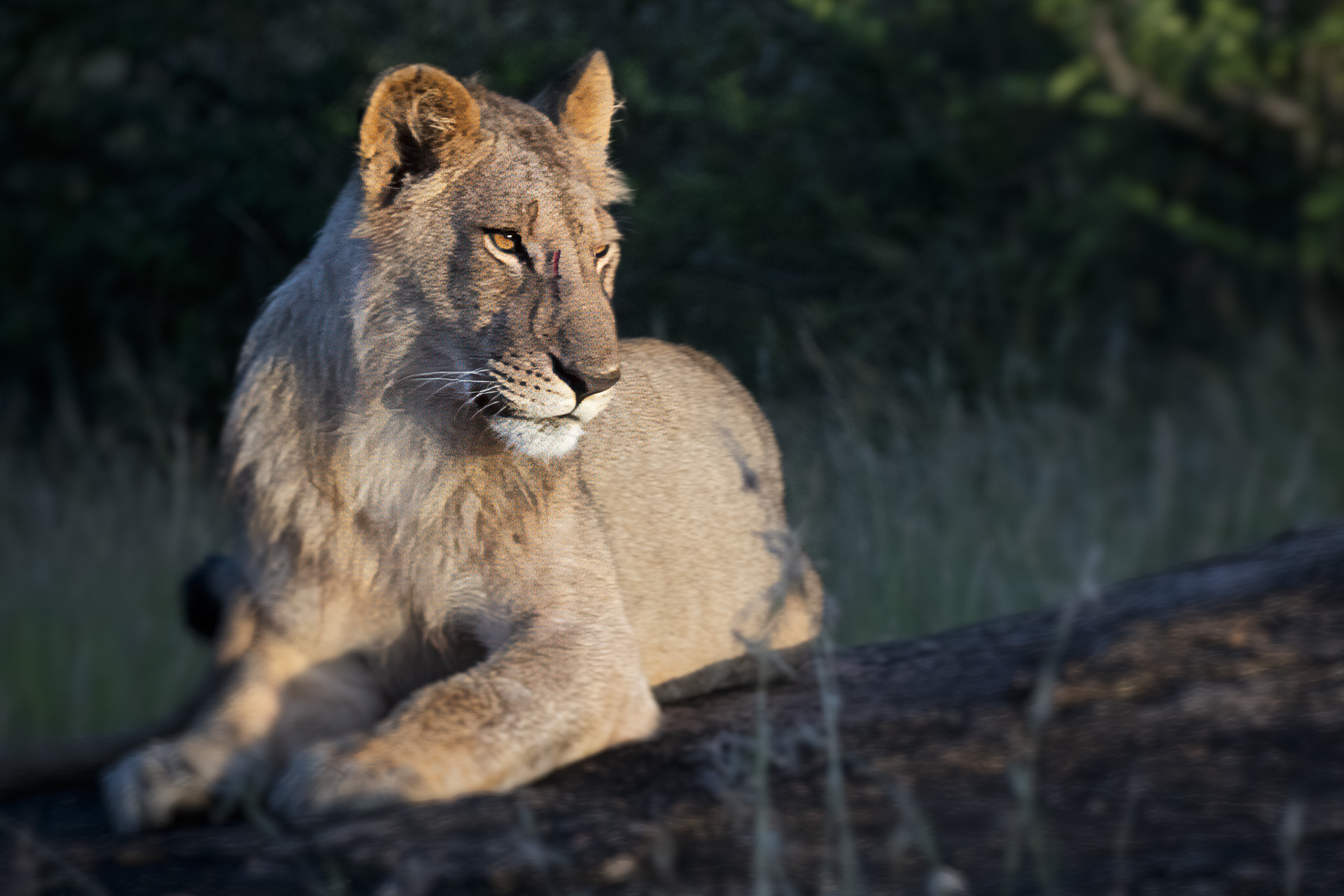 Young lioness resting on a rock in warm light