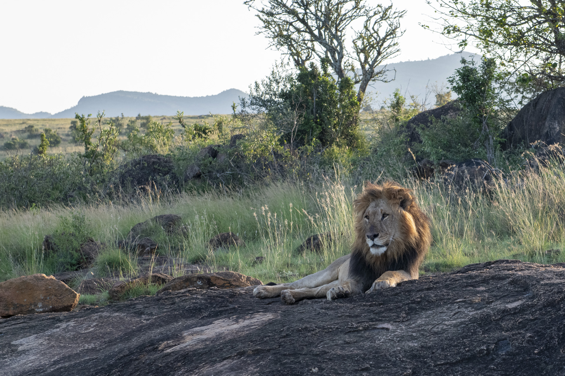 Adult male lion resting on a rock in the savanna