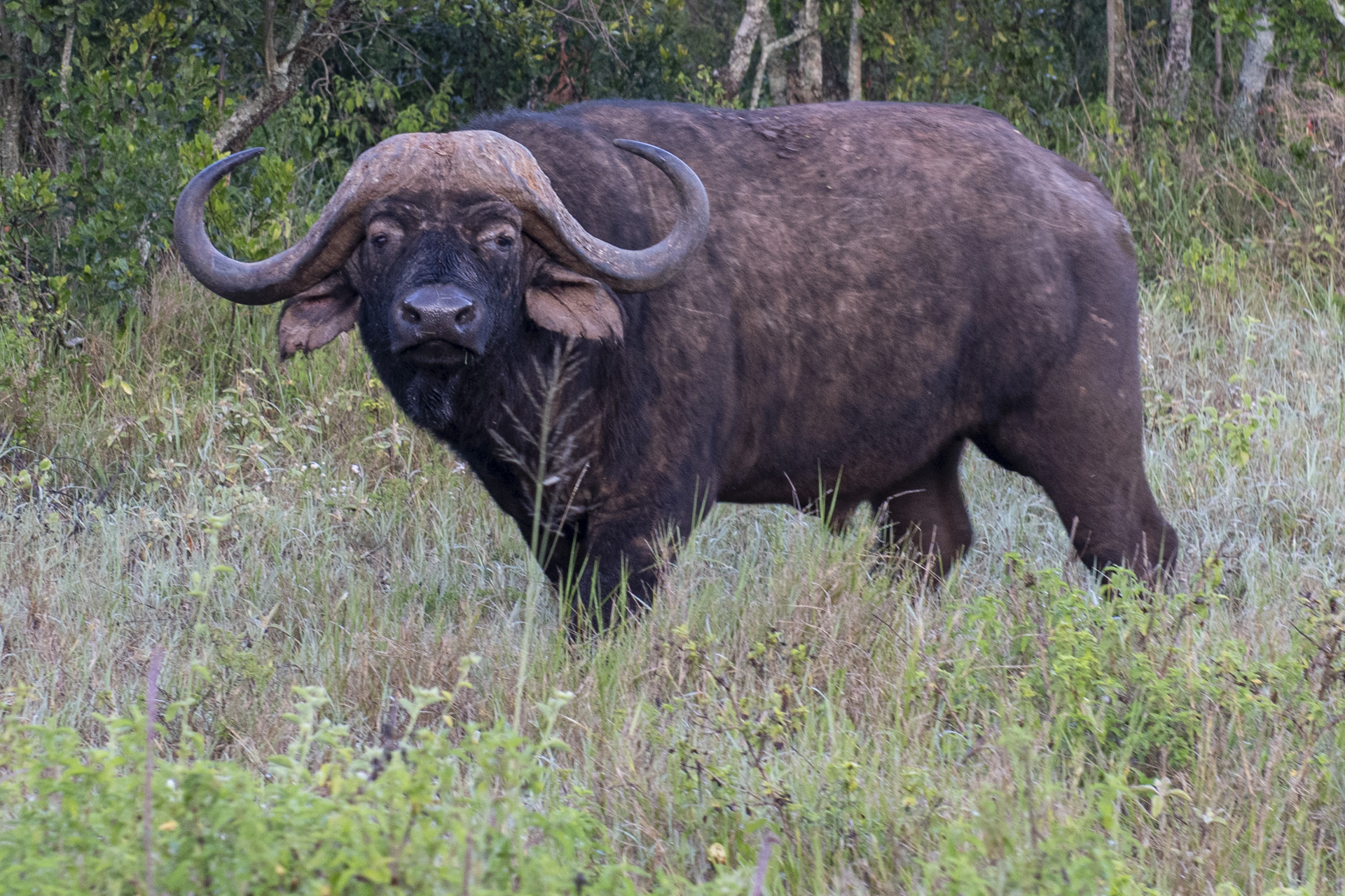 Cape buffalo standing in tall savanna grass