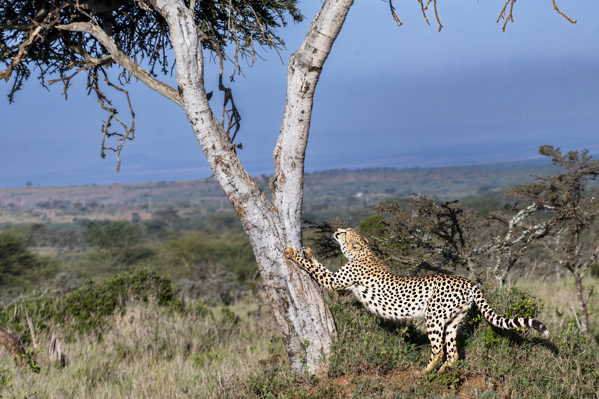 Cheetah standing on a mound stretching against a tree