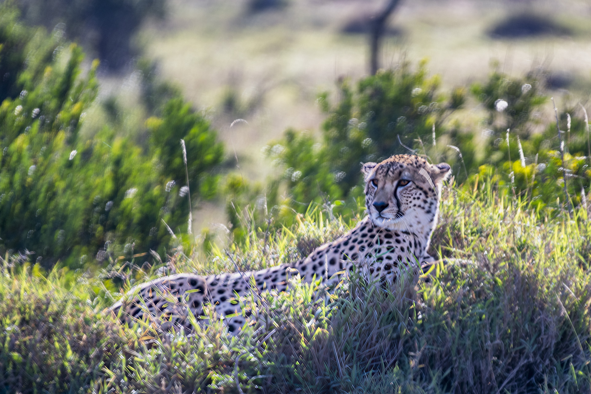 Cheetah lying in tall grass glancing over its shoulder