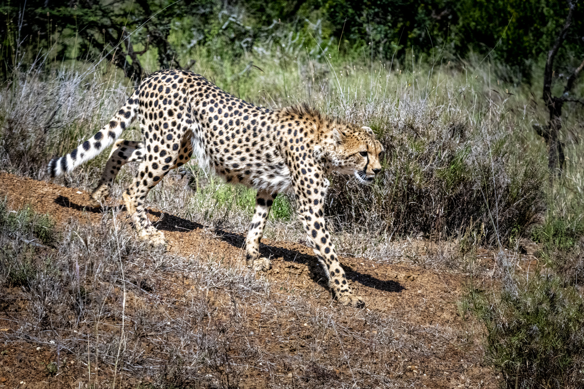 Cheetah walking in profile across dry earth