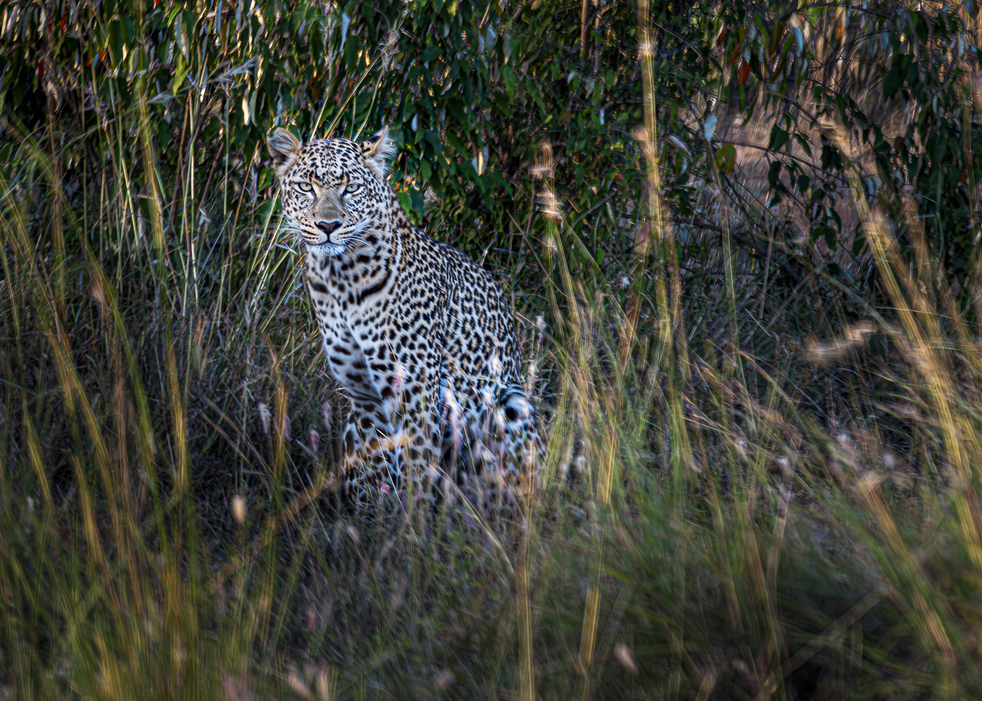 Leopard sitting in tall grass looking toward the camera