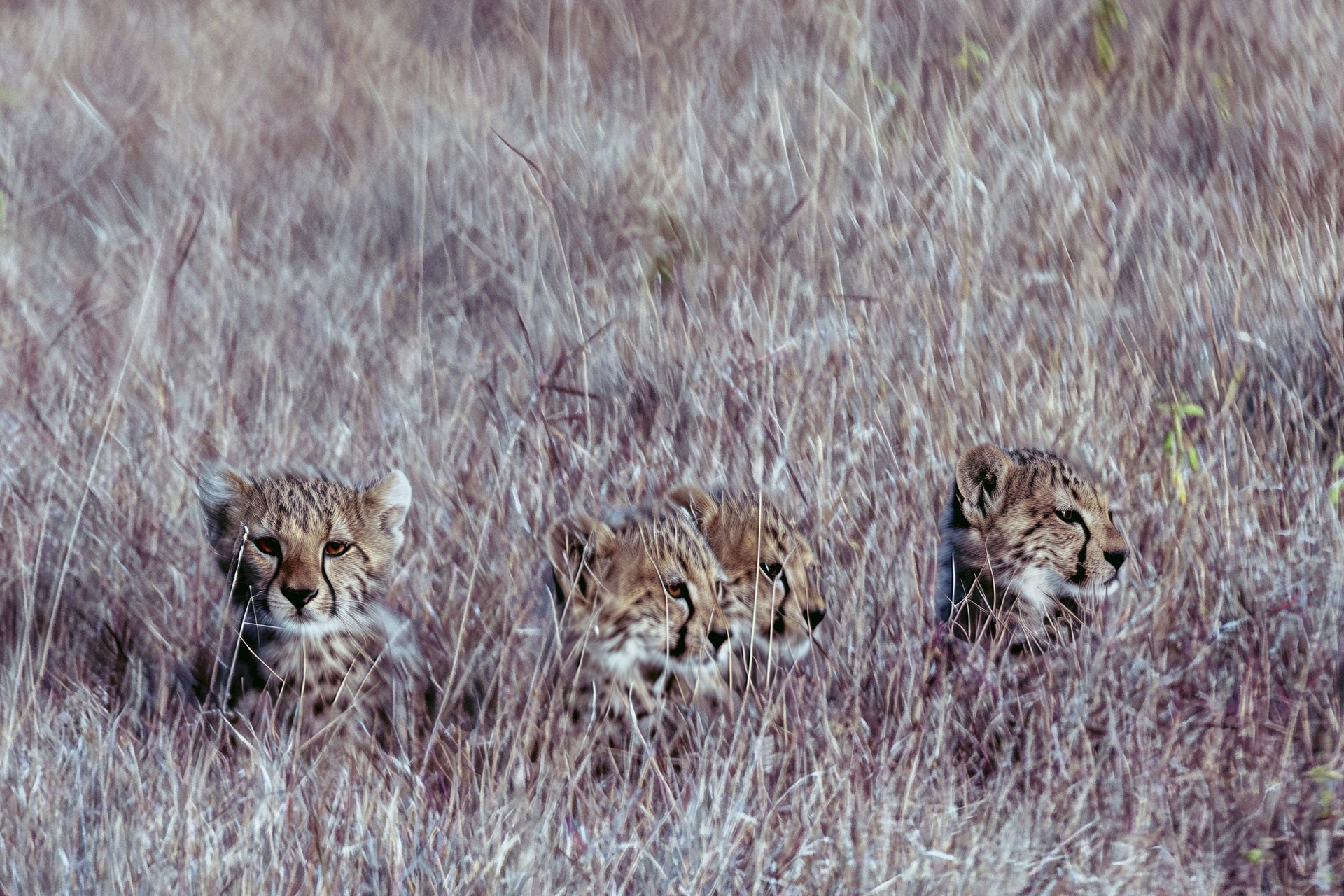 Four cheetah cubs peeking above dry grass