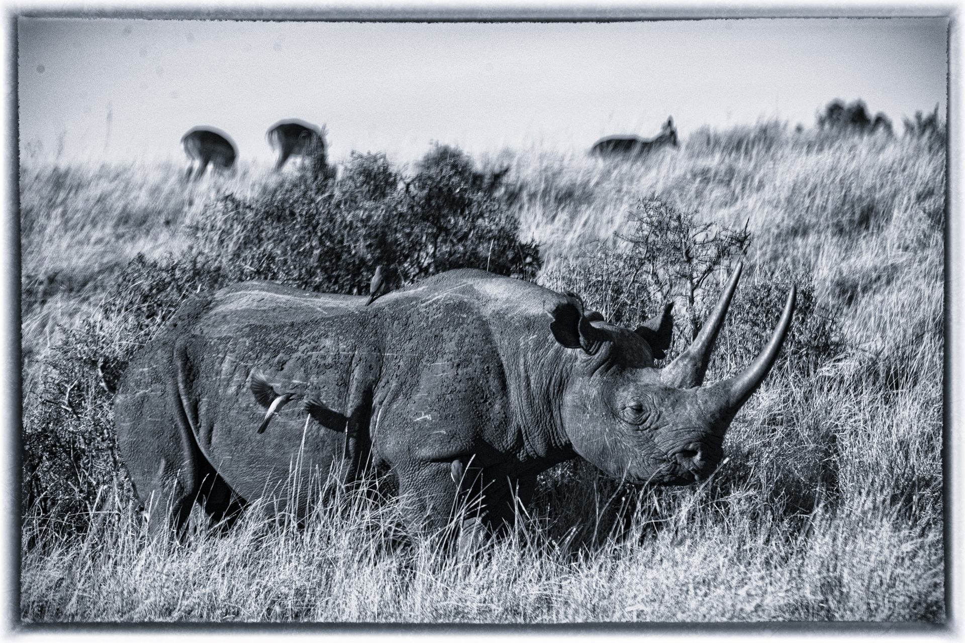 Rhinoceros in profile with oxpeckers on its back
