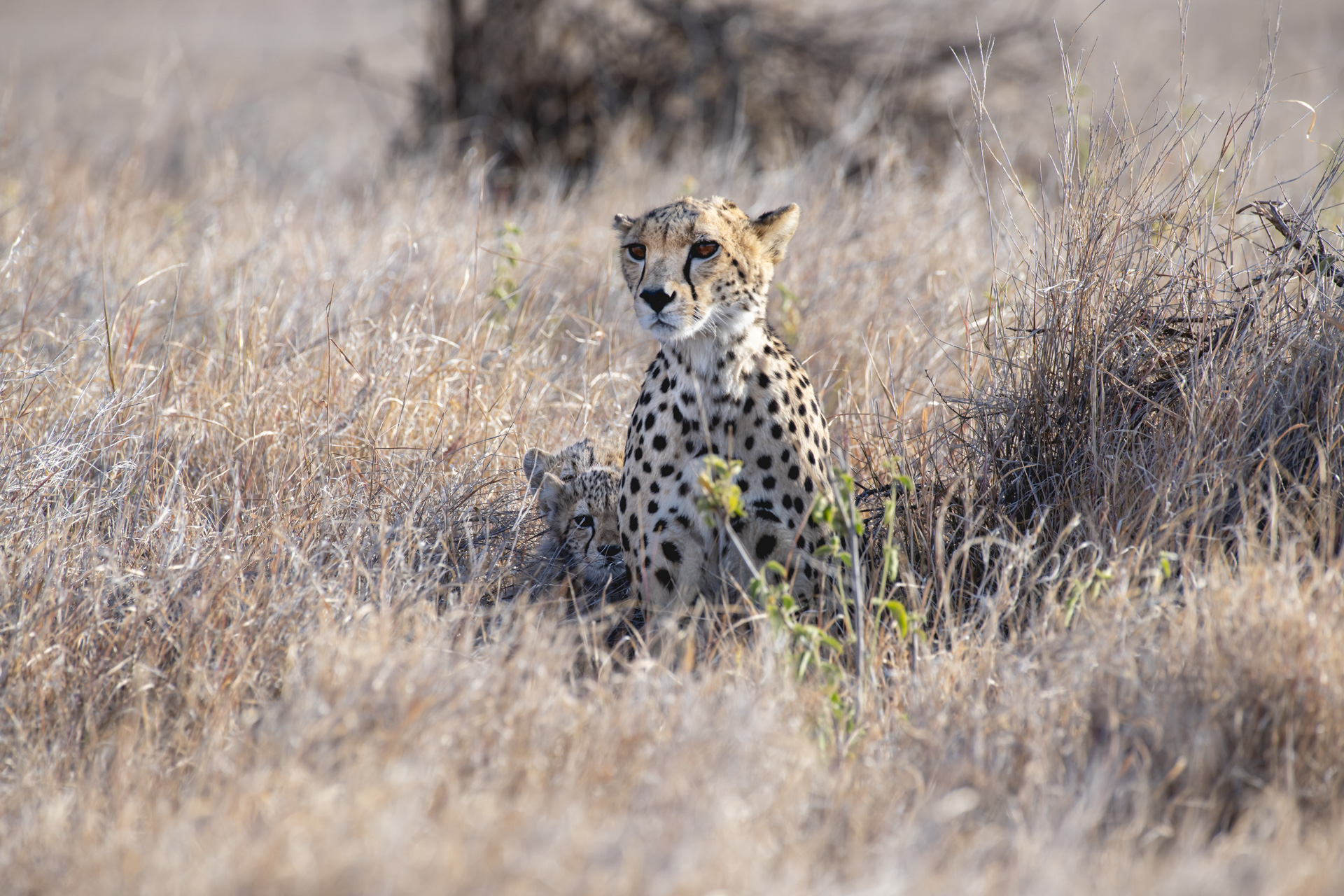 Adult cheetah sitting alert in grass with a cub behind