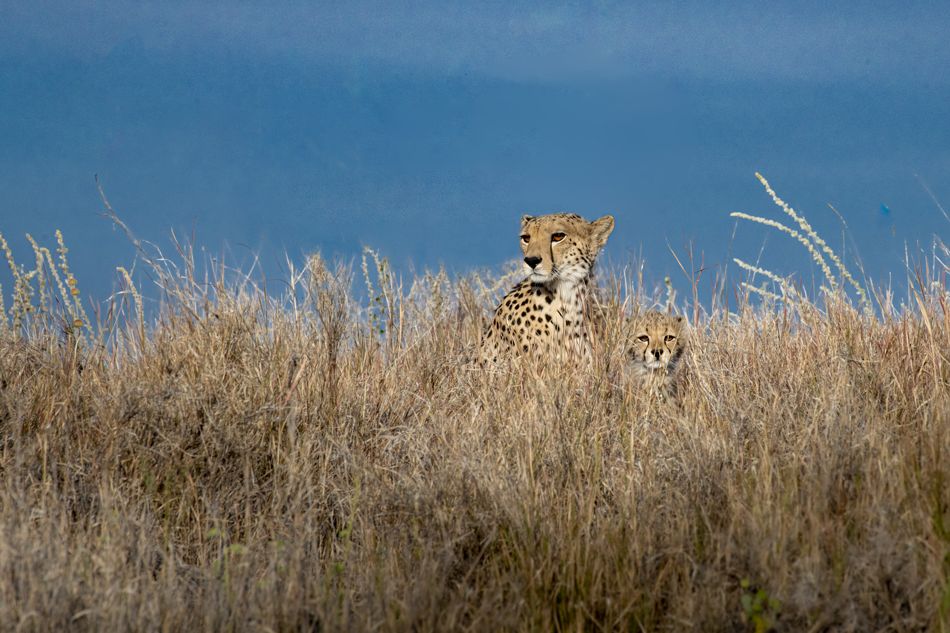 Adult cheetah and cub in golden grass against a blue sky