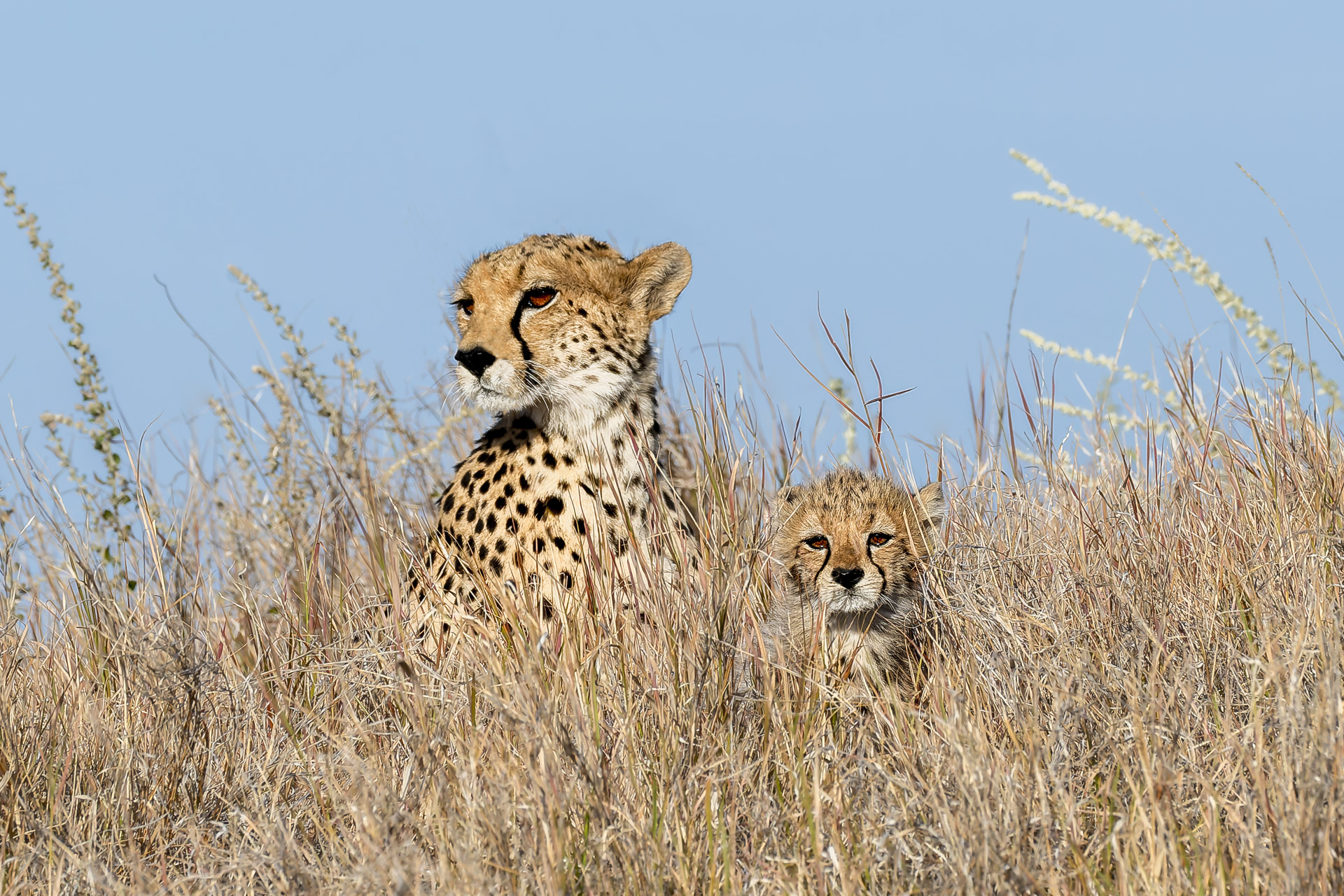 Adult cheetah and cub sitting together in dry grass