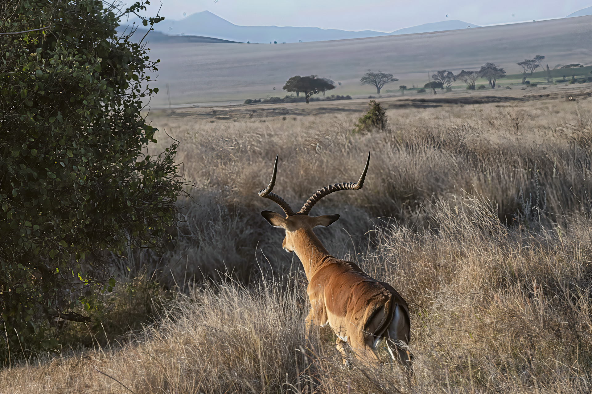 Male impala walking through tall dry grass toward the horizon