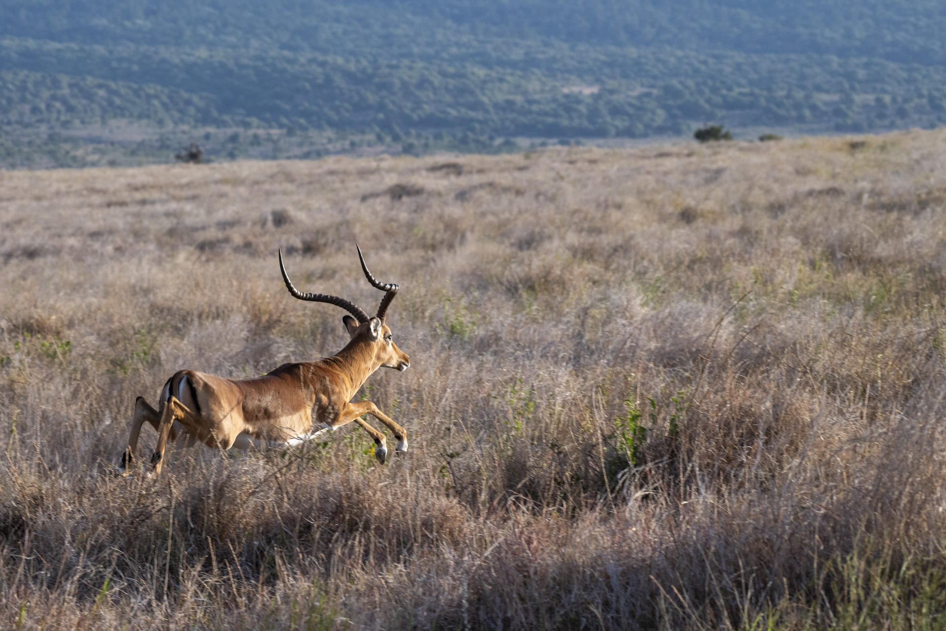 Male impala leaping through golden grass