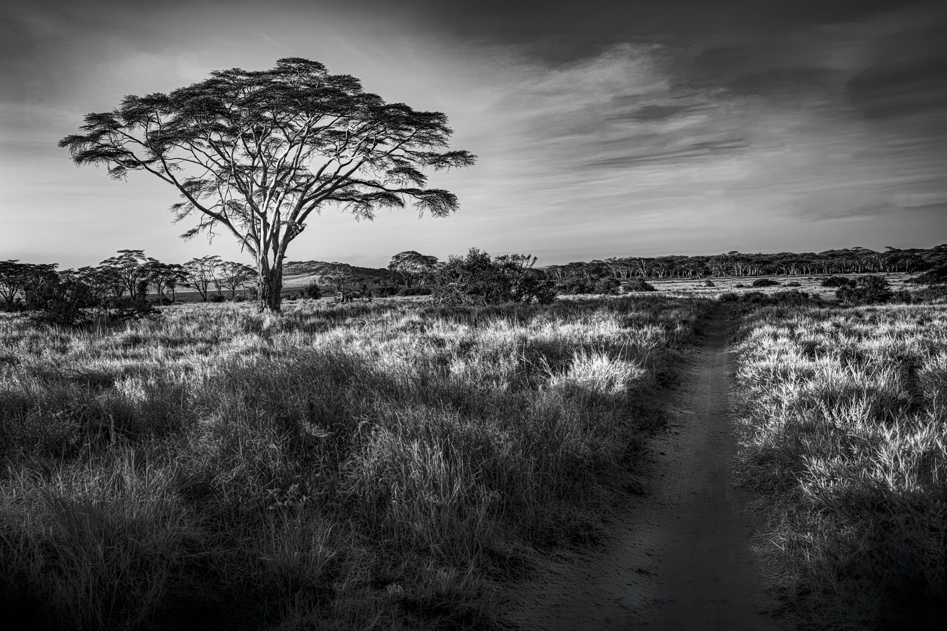 Black and white savanna with flat-topped acacia and a dirt track