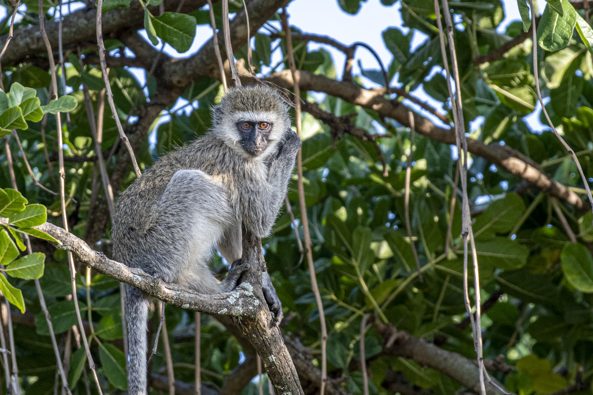 Vervet monkey perched on a lichen-covered branch