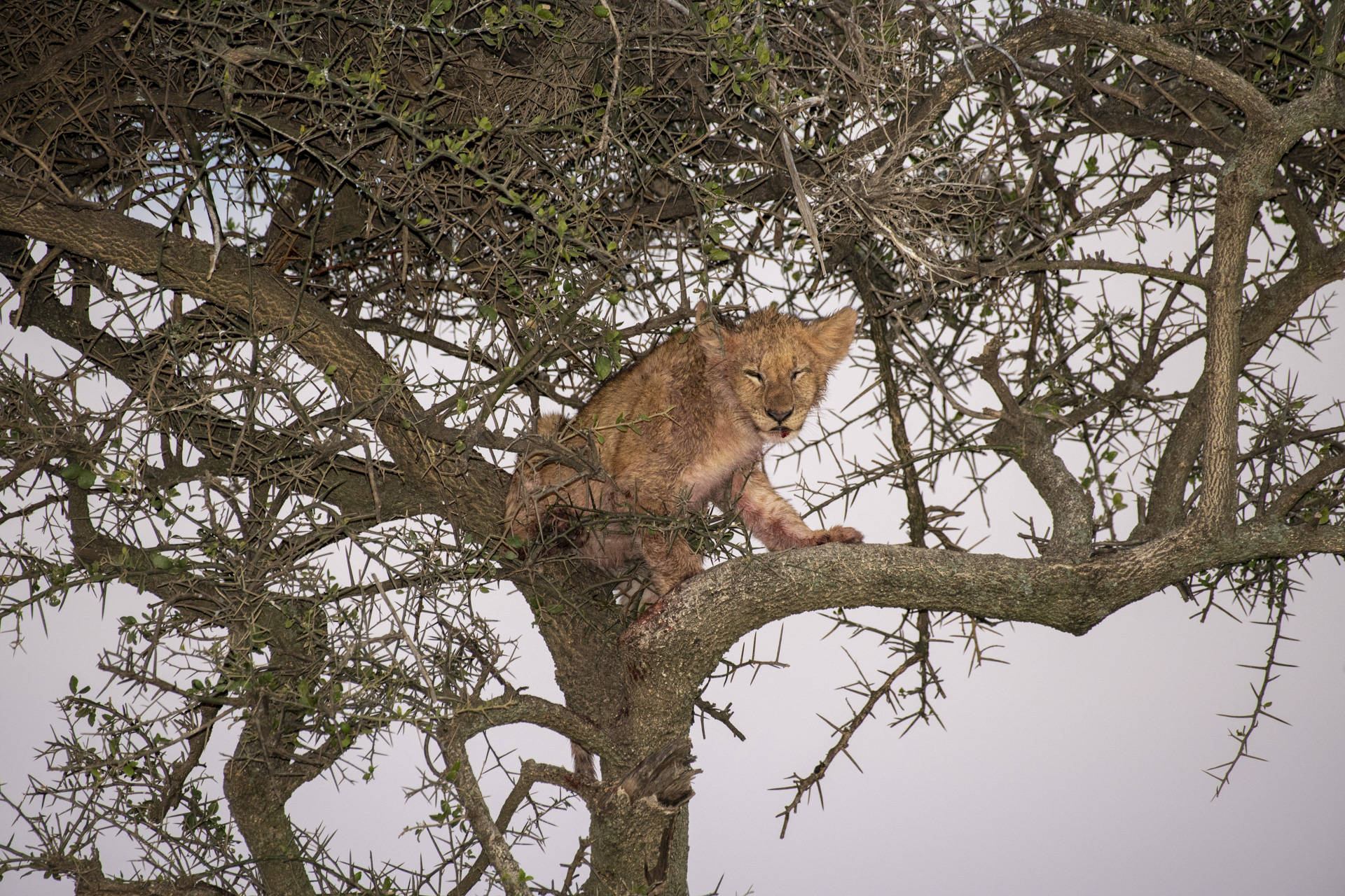 Lion cub perched in a thorny acacia tree