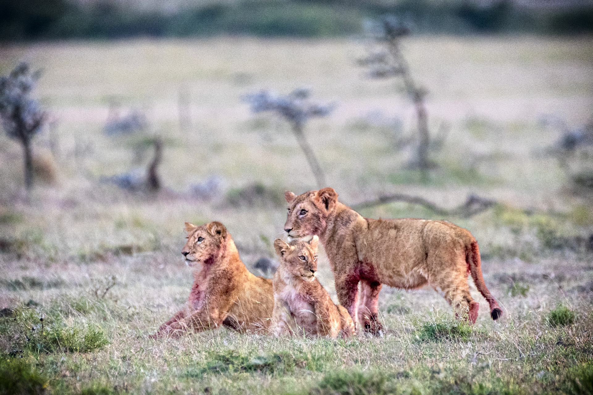 Three young lions together on the savanna