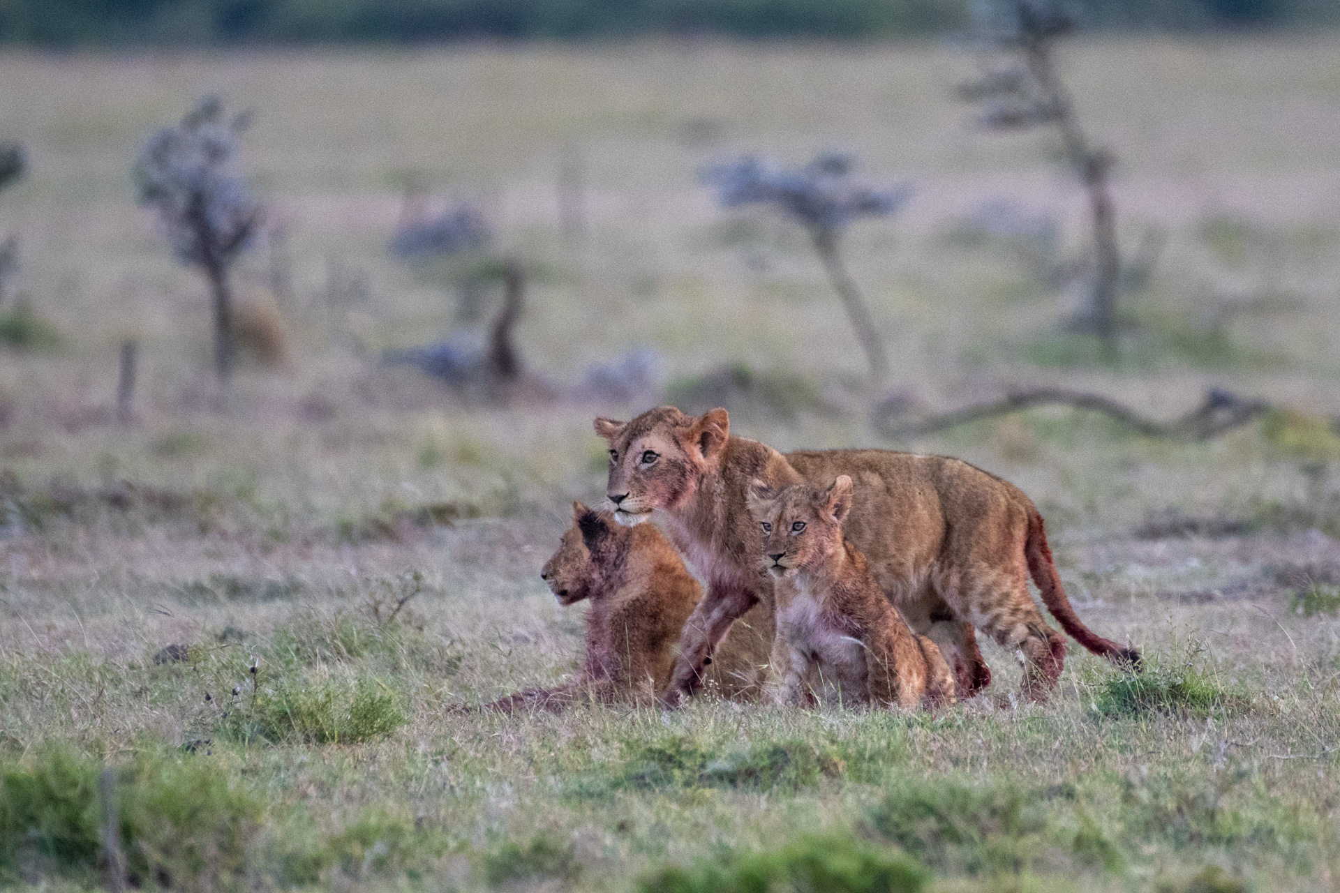 Sub-adult lion with two cubs at twilight on the savanna