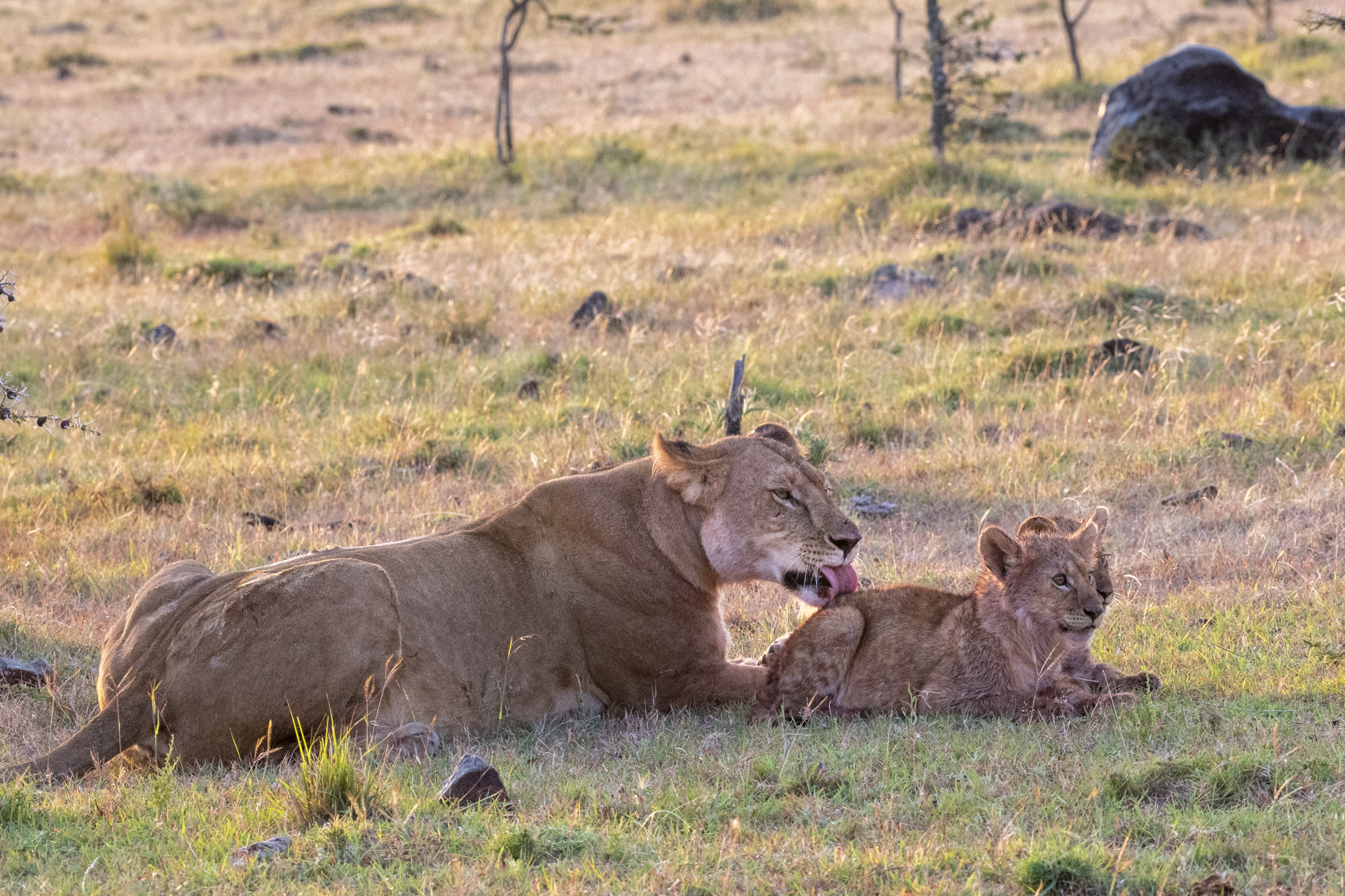 Lioness grooming a cub while two cubs rest beside her