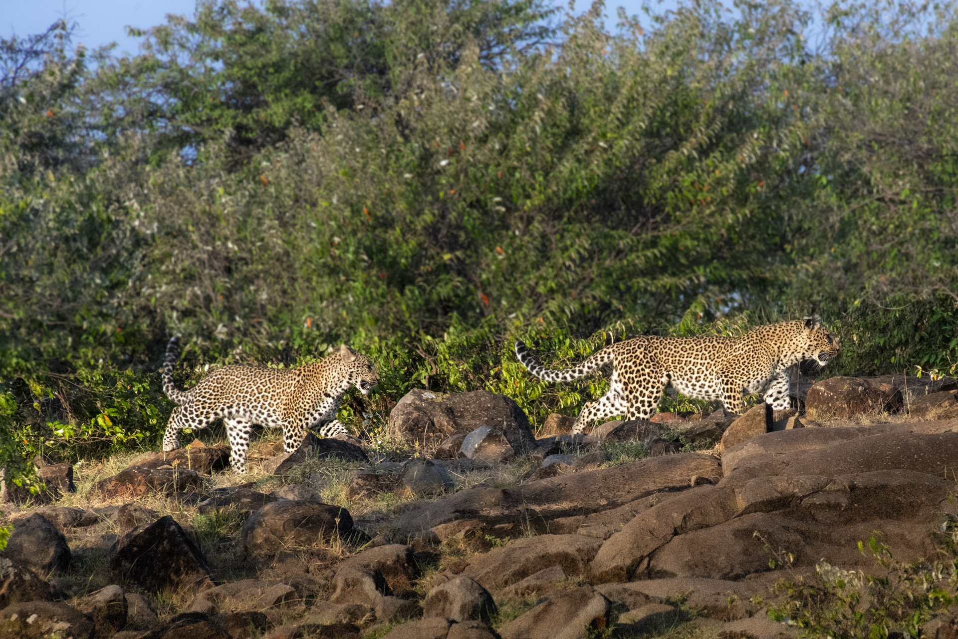 Two leopards walking across a rocky hillside