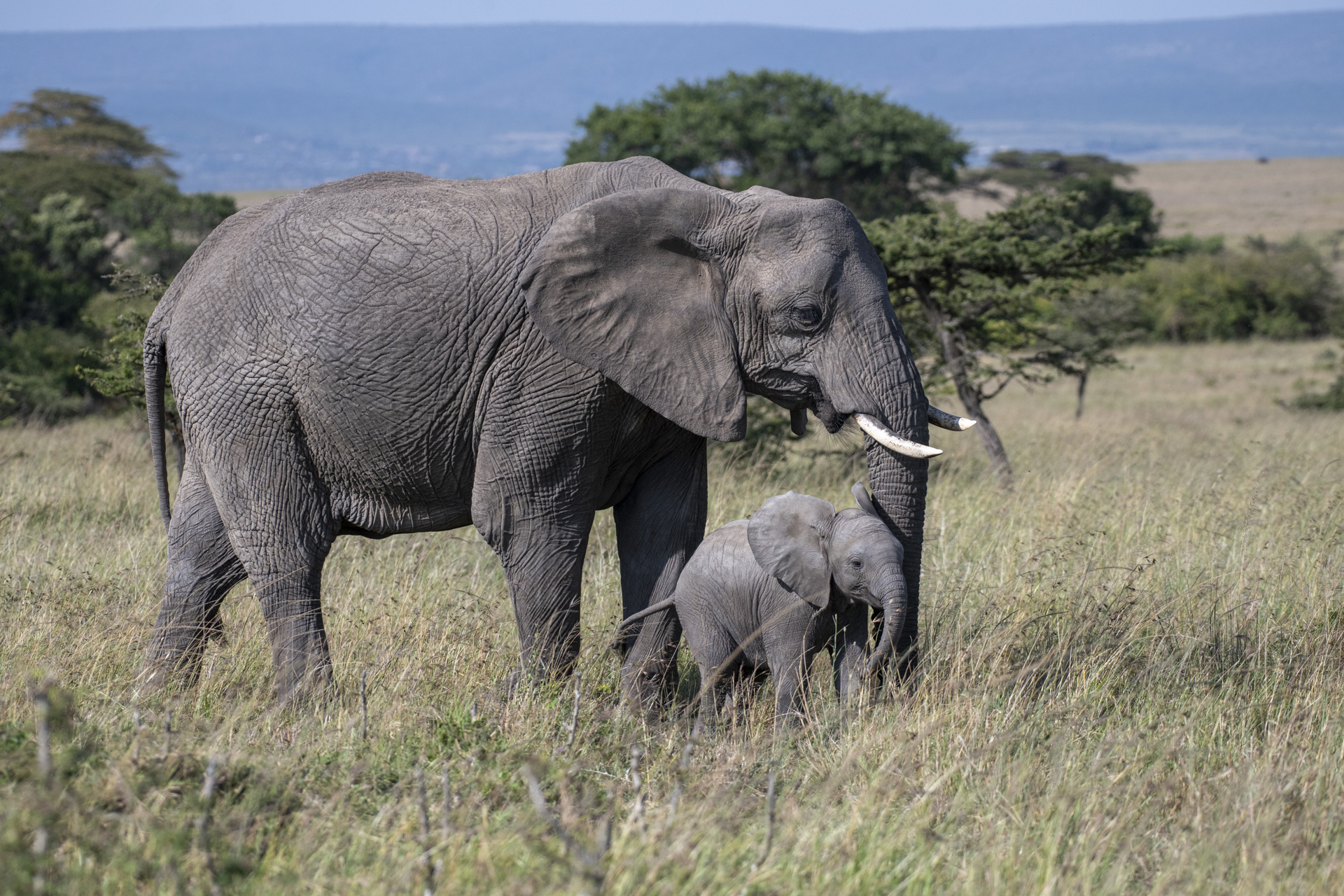 African elephant mother walking with her calf across the savanna