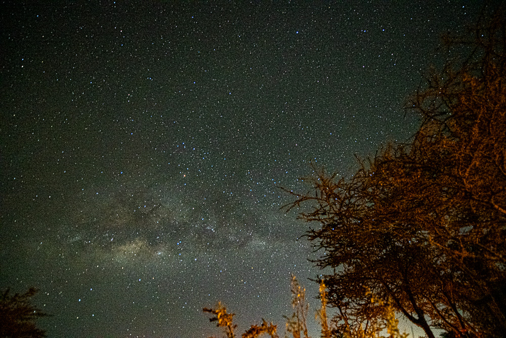 Dense star field with Milky Way above thorn bush silhouettes