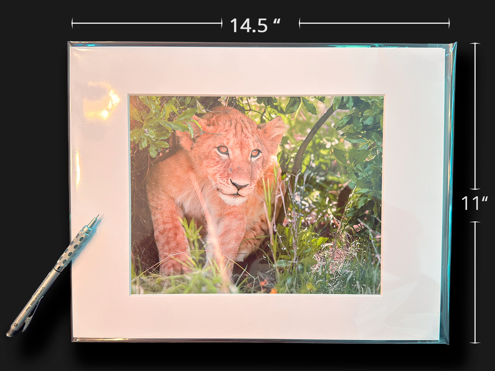 One-of-a-kind matted lion cub print — 14.4 by 11 inch mat with 8.5 by 11 inch print in a clear protective sleeve